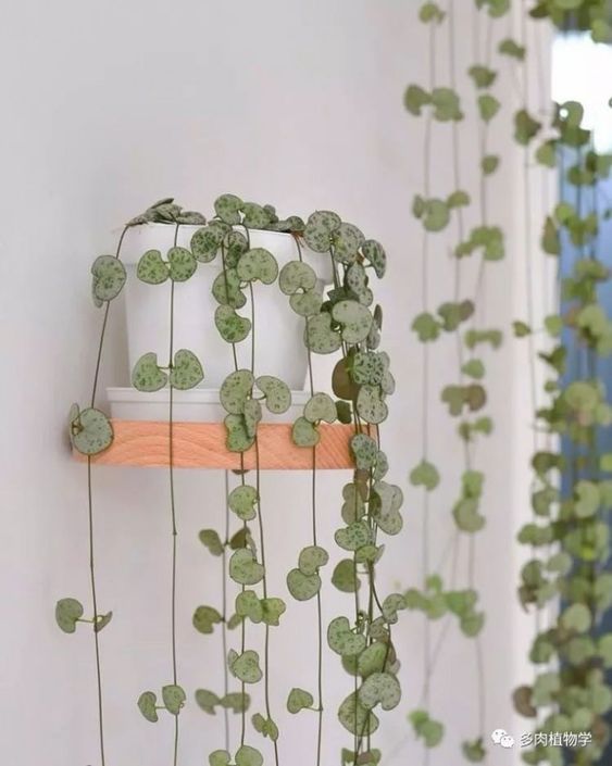 Plantes dans un petit espace - utilisez vos murs